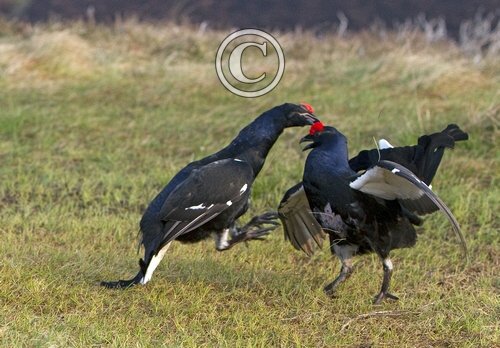 Pair Black Grouse Fighting DM1020